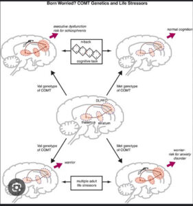 COMT Genetics and Life Stressors
